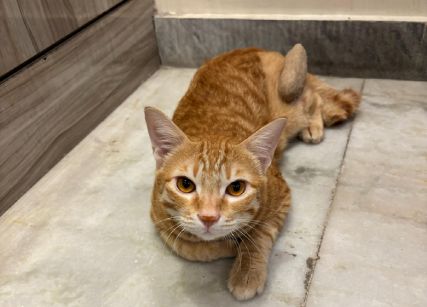 From Limping to Leaping A Strays Journey to Recovery