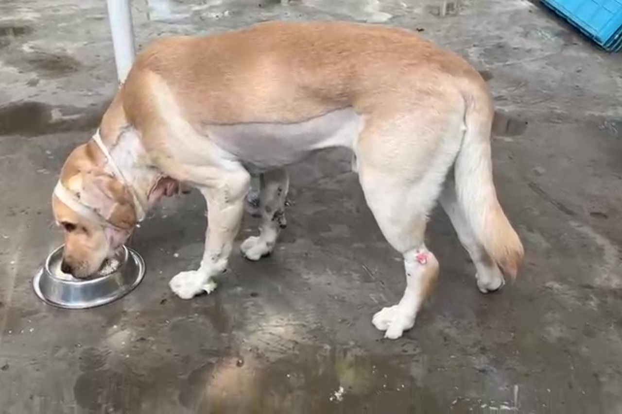 Groundbreaking Neuro-Surgery at CGS Hospital Restores Labrador’s Mobility