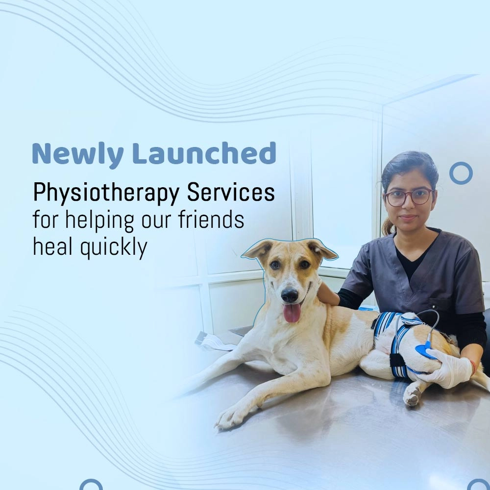 Best emergency pet hospital in Gurgaon emergency vet clinic near me 