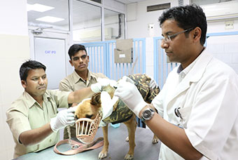 Ambulance services for pets in Gurgaon | CGS Hospital